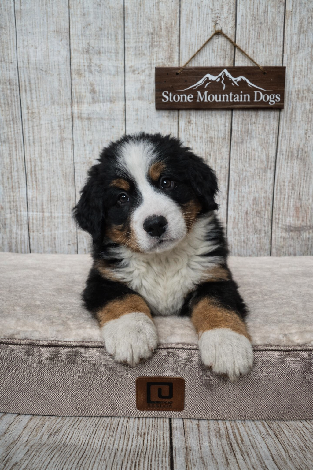 Bonnie 9 weeks old