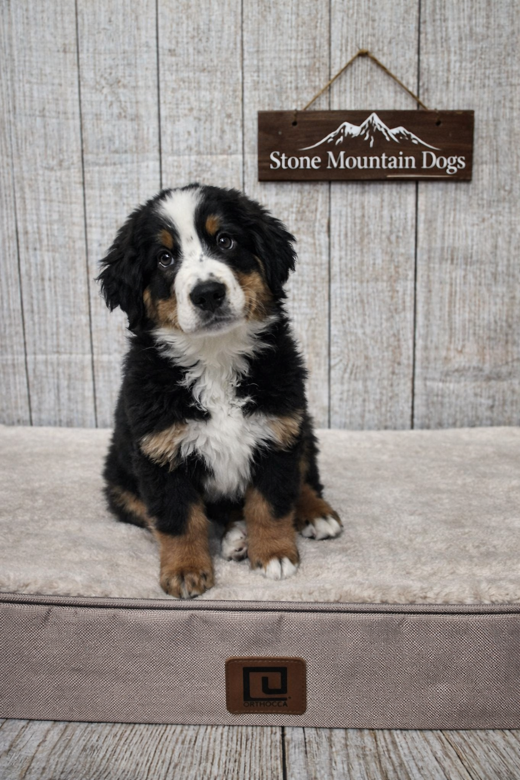 Brown 9 weeks