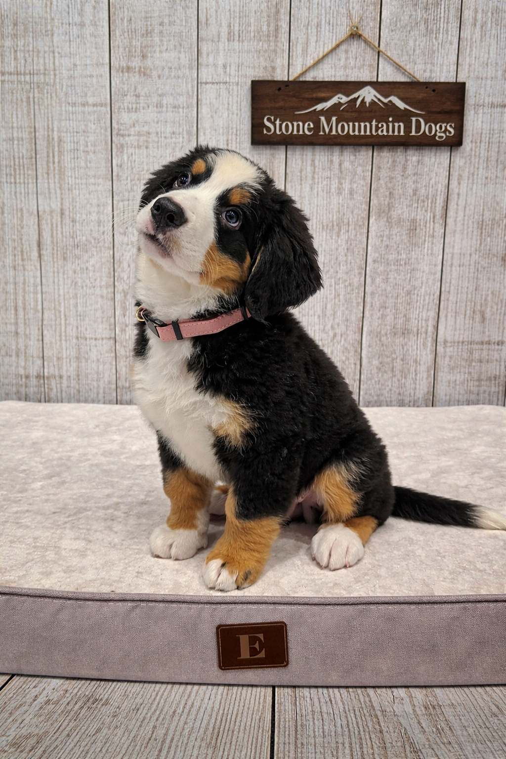Kinako 10 weeks