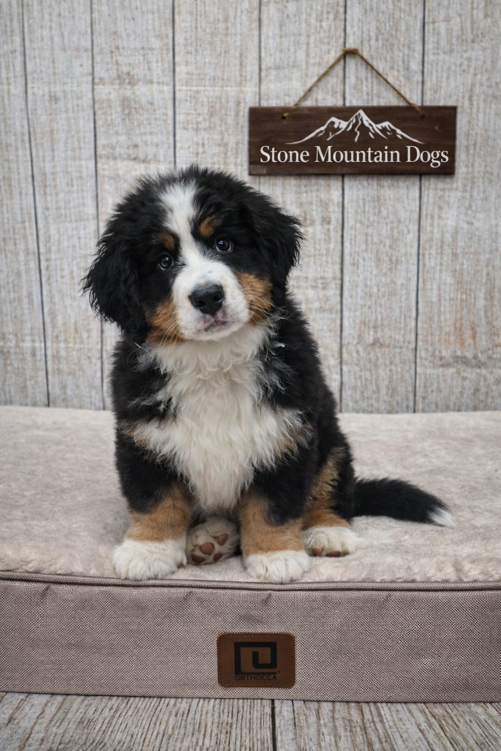 Rocco 10 weeks