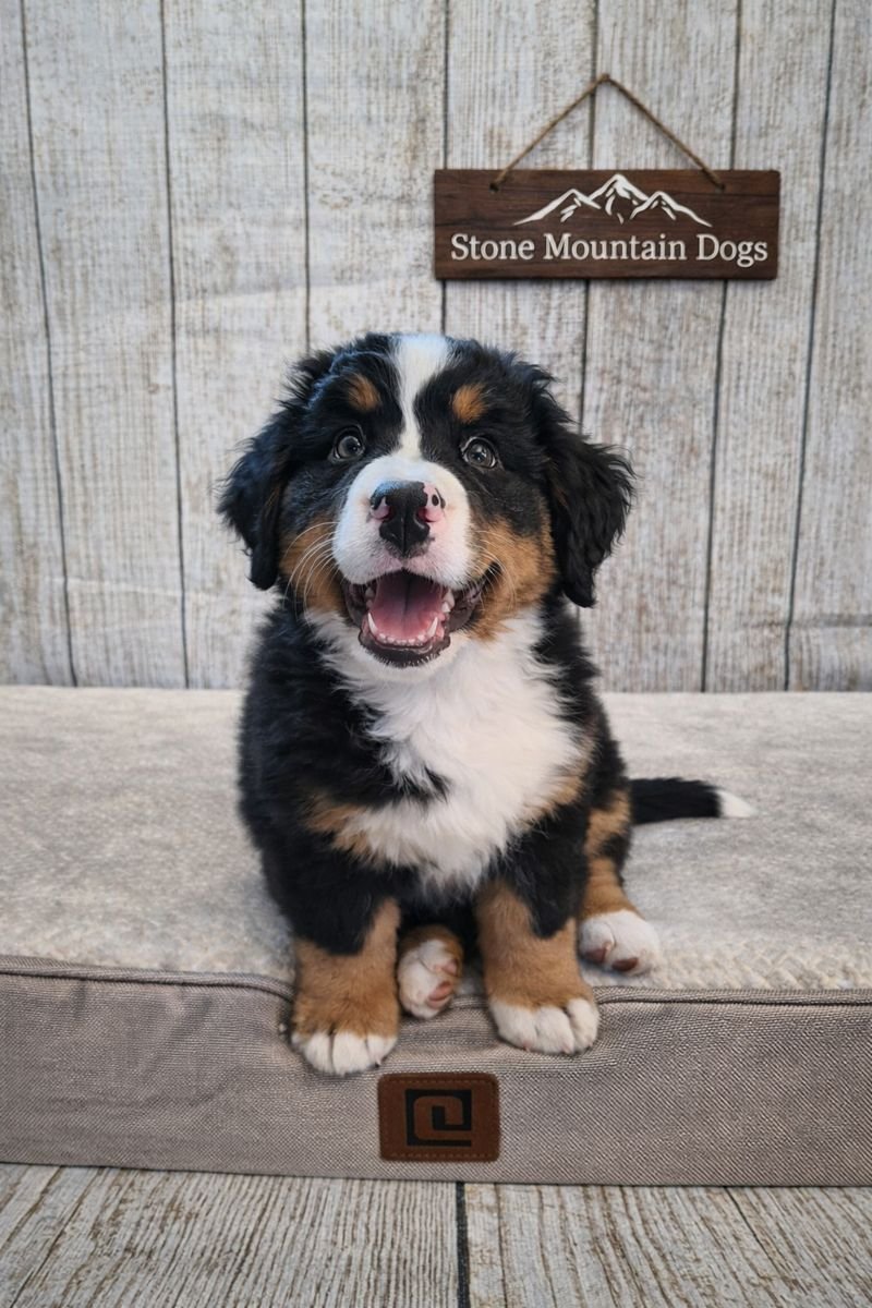 Stella 10 weeks